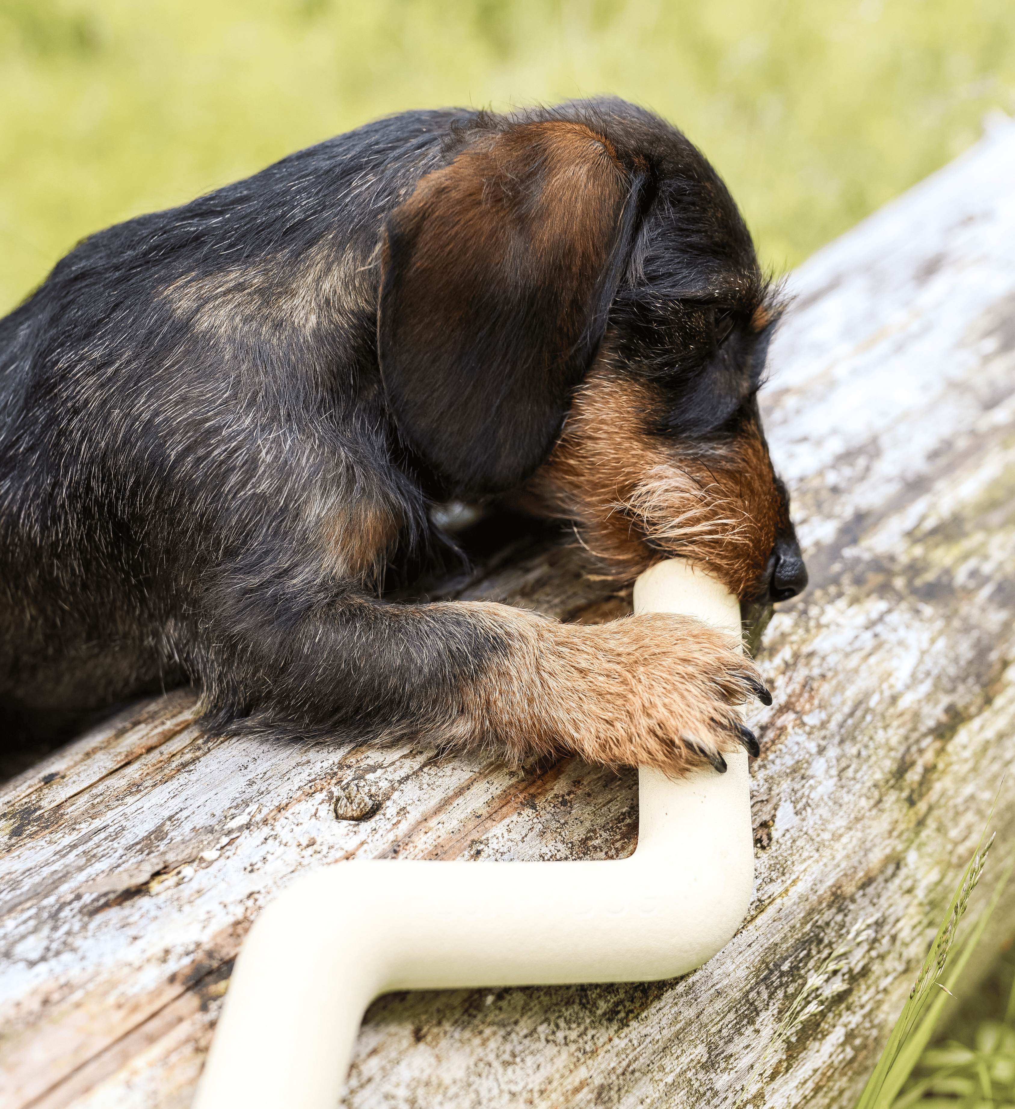 Treat-chewing fun bones